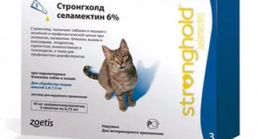 Как да дадем котки в котките